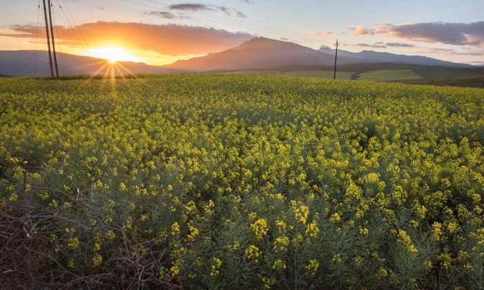 Canola 1164613108 700x420