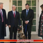 Conan, dog injured in al Baghdadi raid, honored by President Trump at White House | USNN World News national hero
