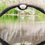 Stunning: Photographer Captures Image of Close Encounter With a Bald Eagle | USNN World News bald eagle fb 1 1 700x420 1