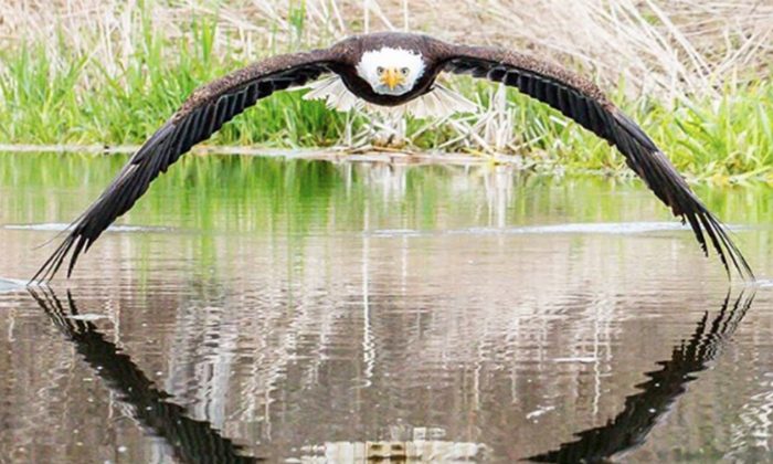bald eagle fb 1 1 700x420 1