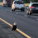 Injured bald eagle rescued from California interstate