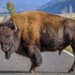 California woman gored by bison at Yellowstone National Park after getting within 10 feet to take photos | USNN World News California woman gored by bison at Yellowstone National Park after getting within 10 feet to take photos