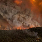 Australia wildfires 'killed or displaced' nearly 3 billion animals, declared among 'worst wildlife disasters' in history | USNN World News Australia wildfires 'killed or displaced' nearly 3 billion animals, declared among 'worst wildlife disasters' in history