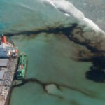 Japanese oil spill kills at least 40 dolphins | USNN World News Japanese oil spill kills at least 40 dolphins