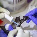 No Bats or Pangolins Sold in Wuhan Wet Market: Oxford Research | USNN World News No Bats or Pangolins Sold in Wuhan Wet Market: Oxford Research