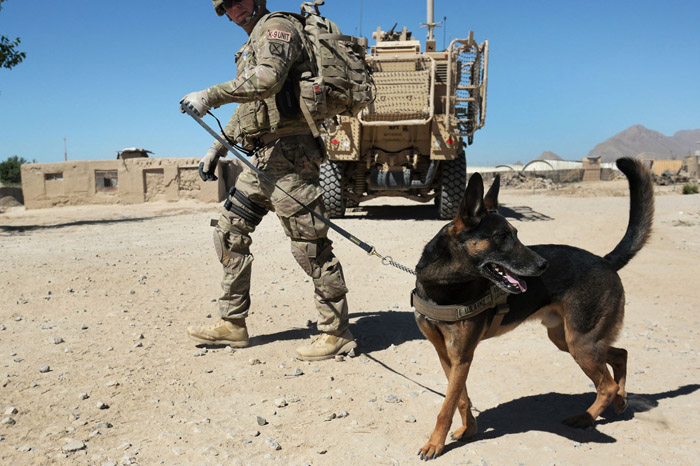 American Humane group says US left military dogs behind in Afghanistan