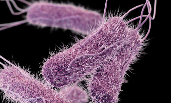 CDC Says Its Investigating Mysterious Salmonella Outbreak in 25 States