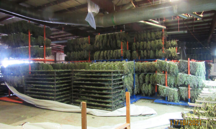 Cartels Hit in $500 Million Drug Bust in Southern Oregon