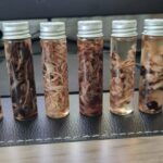 Embalmers Have Been Finding Numerous Long, Fibrous Clots That Lack Post-Mortem Characteristics | USNN World News Embalmers Have Been Finding Numerous Long, Fibrous Clots That Lack Post-Mortem Characteristics