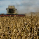Wheat Climbs Over 5 Percent to 2-Week High as Russia Suspends Black Sea Agreement | USNN World News Wheat Climbs Over 5 Percent to 2-Week High as Russia Suspends Black Sea Agreement
