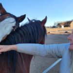 Arizona Wild Horse Advocates Buy Up Dwindling Alpine Herd | USNN World News Arizona Wild Horse Advocates Buy Up Dwindling Alpine Herd