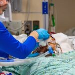 Vaccinated People Make Up Majority of COVID-19 Deaths: CDC Data | USNN World News Vaccinated People Make Up Majority of COVID-19 Deaths: CDC Data
