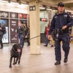 New York City Business Hires K-9 Units Amid Rise in Shoplifting Thefts | USNN World News New York City Business Hires K-9 Units Amid Rise in Shoplifting Thefts
