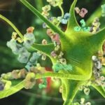 COVID-19 Infection and Elevated Risk of Autoimmune and Inflammatory Diseases | USNN World News COVID-19 Infection and Elevated Risk of Autoimmune and Inflammatory Diseases