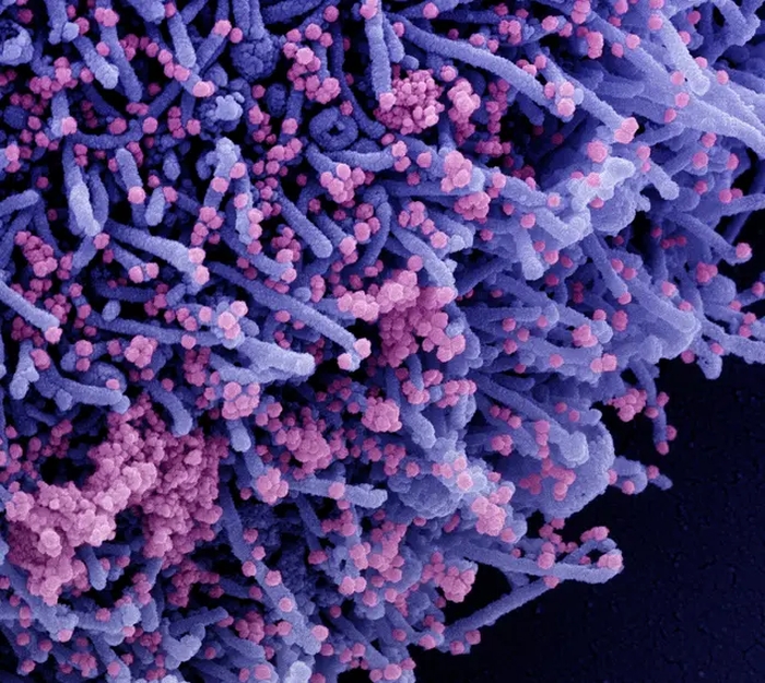 COVID Reinfections Clear Faster, Including in Unvaccinated People