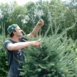 Inflation Grinch Comes for Christmas Trees