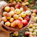 Your Guide to the Best Apples for Baking, Cooking, and Snacking | USNN World News Your Guide to the Best Apples for Baking, Cooking, and Snacking
