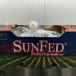 FDA Issues Recall Alert for SunFed Cucumbers Due to Salmonella Risk | USNN World News FDA Issues Recall Alert for SunFed Cucumbers Due to Salmonella Risk