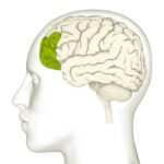How Kind Resilience Ignites Key Brain Regions–and How to Build It | USNN World News How Kind Resilience Ignites Key Brain Regions–and How to Build It