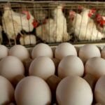 Egg Prices Jump Nearly 100 Percent Since October: USDA | USNN World News Egg Prices Jump Nearly 100 Percent Since October: USDA