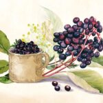 Elderberry: The Immunity Defender That Helps You Fight Cold and Flu | USNN World News Elderberry: The Immunity Defender That Helps You Fight Cold and Flu