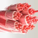 Fat Within Muscles More Dangerous for Heart Than Overall Body Weight | USNN World News Fat Within Muscles More Dangerous for Heart Than Overall Body Weight