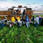 DOL Suspends Enforcement of Biden-Era Farmworker Rule | USNN World News DOL Suspends Enforcement of Biden-Era Farmworker Rule