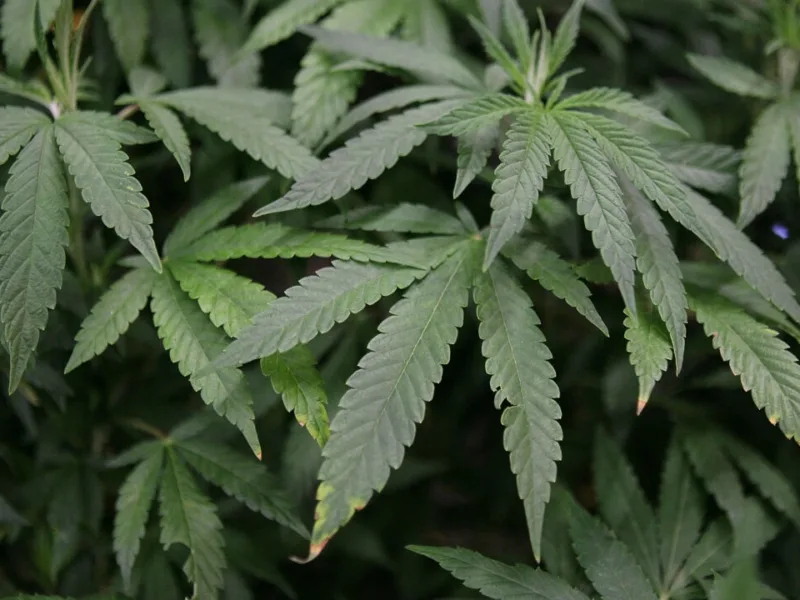 Rangers Clear Thousands of Marijuana Plants, Banned Pesticides From Sequoia National Park