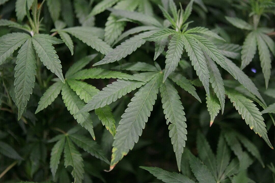 Rangers Clear Thousands of Marijuana Plants, Banned Pesticides From Sequoia National Park