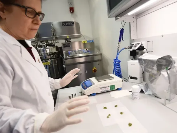 No Evidence Medical Cannabis Alleviates Anxiety, Depression, or PTSD: Study