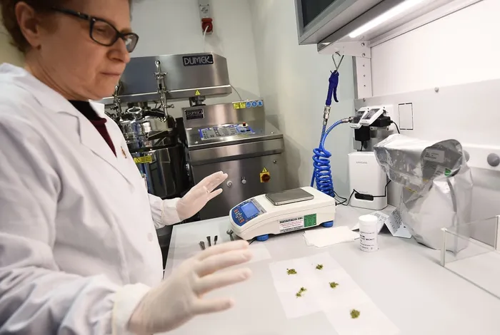 The Bitter Reality of the Medical Cannabis Mirage